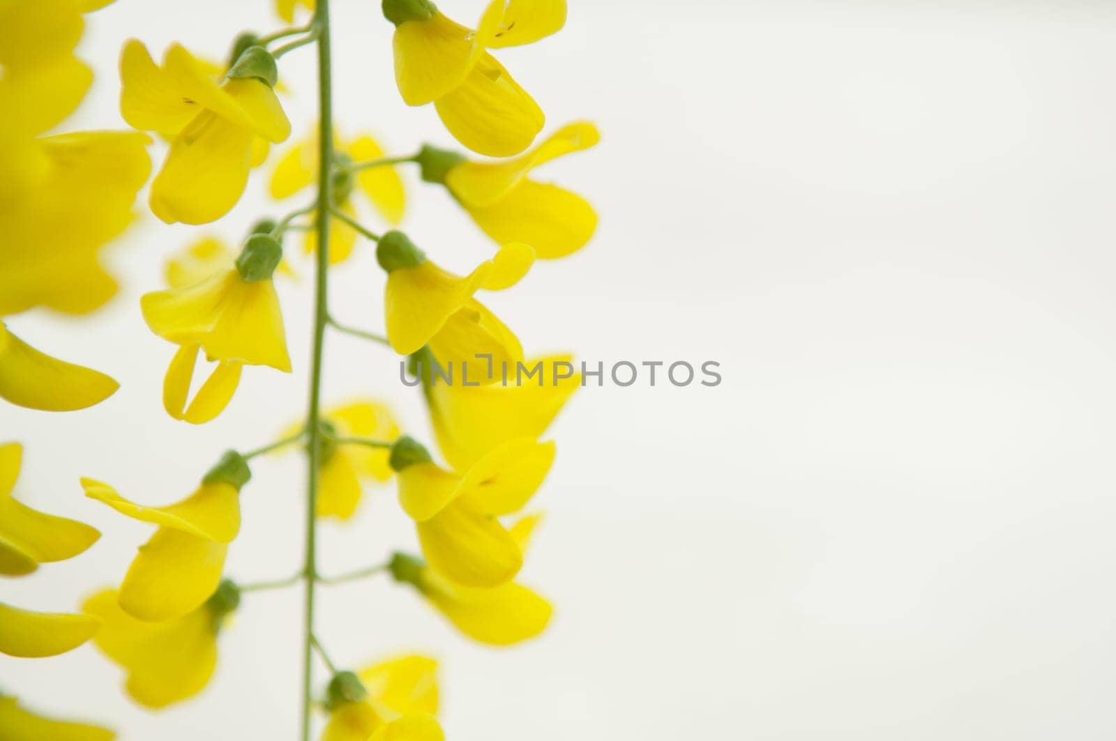 Robinia pseudoacacia tree flowers, know as black locust, yellow,. copy space