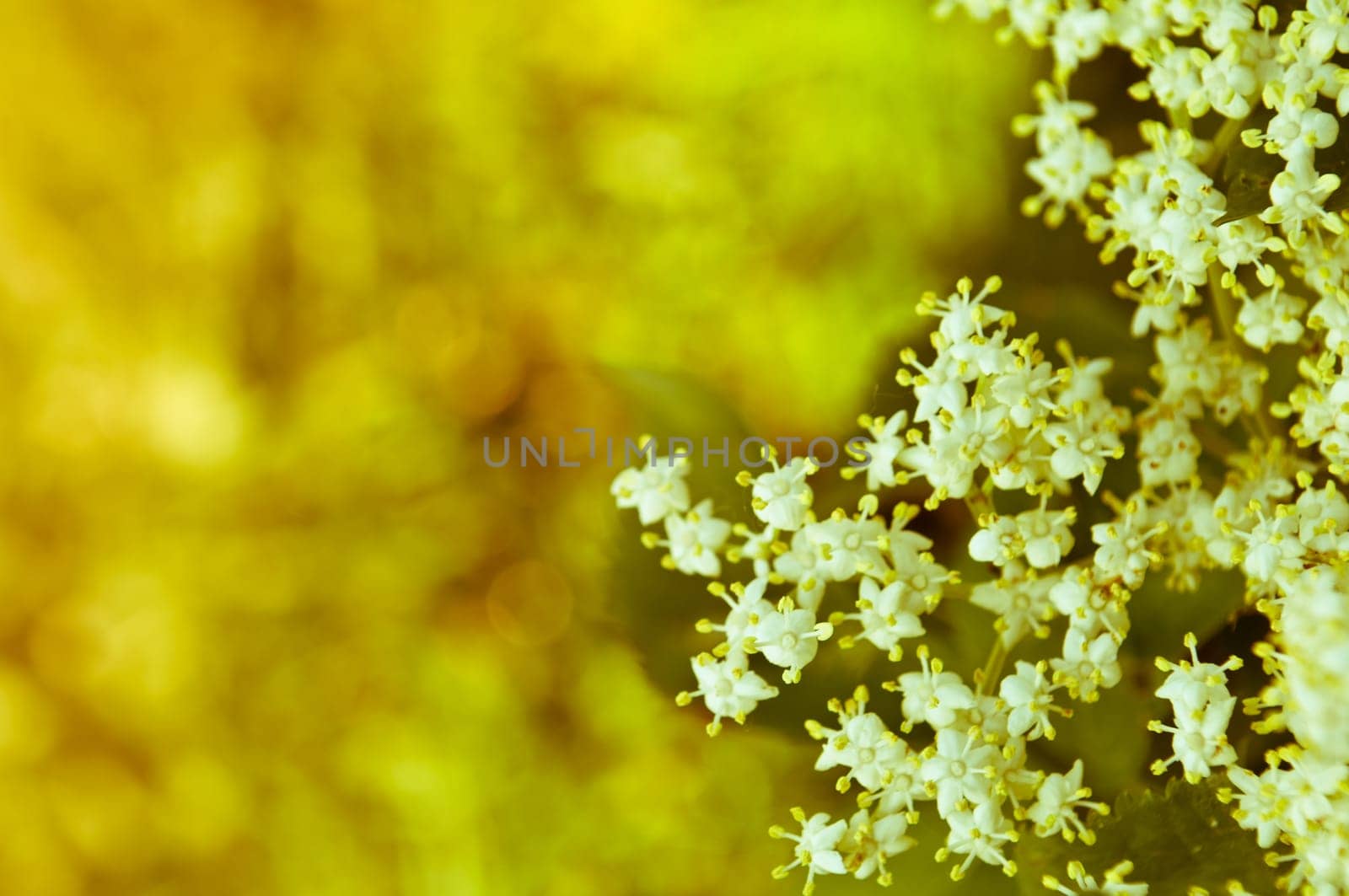 Flowers elderberry, Sambucus nigra, elderberry, flower, with copyspace