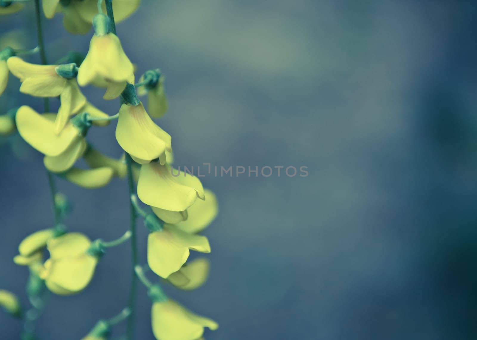 Robinia pseudoacacia tree flowers, know as black locust, yellow,. copy space