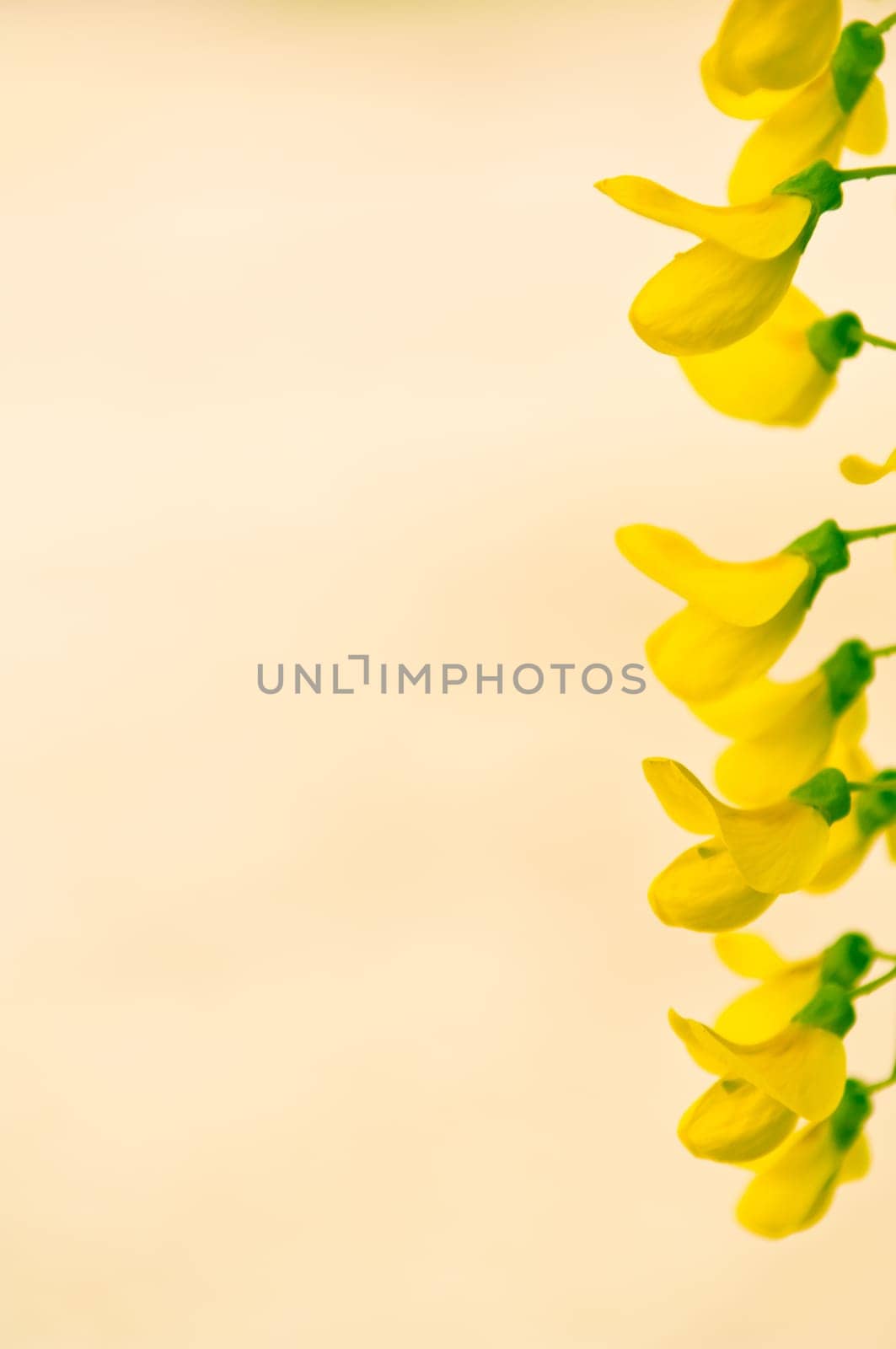 Robinia pseudoacacia tree flowers, know as black locust, yellow,. copy space