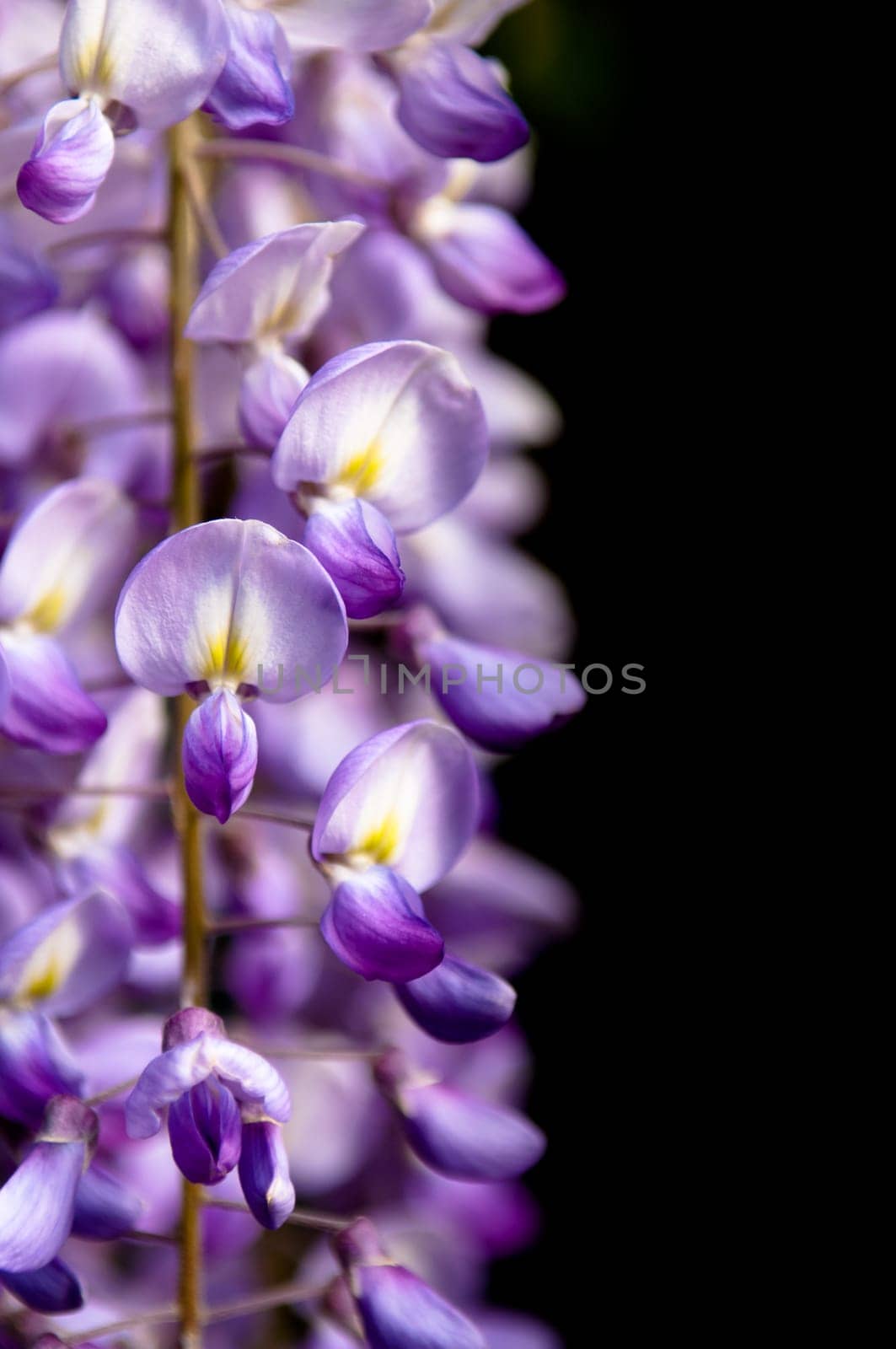 Robinia pseudoacacia tree flowers, know as black locust,purple, pink,  copy space