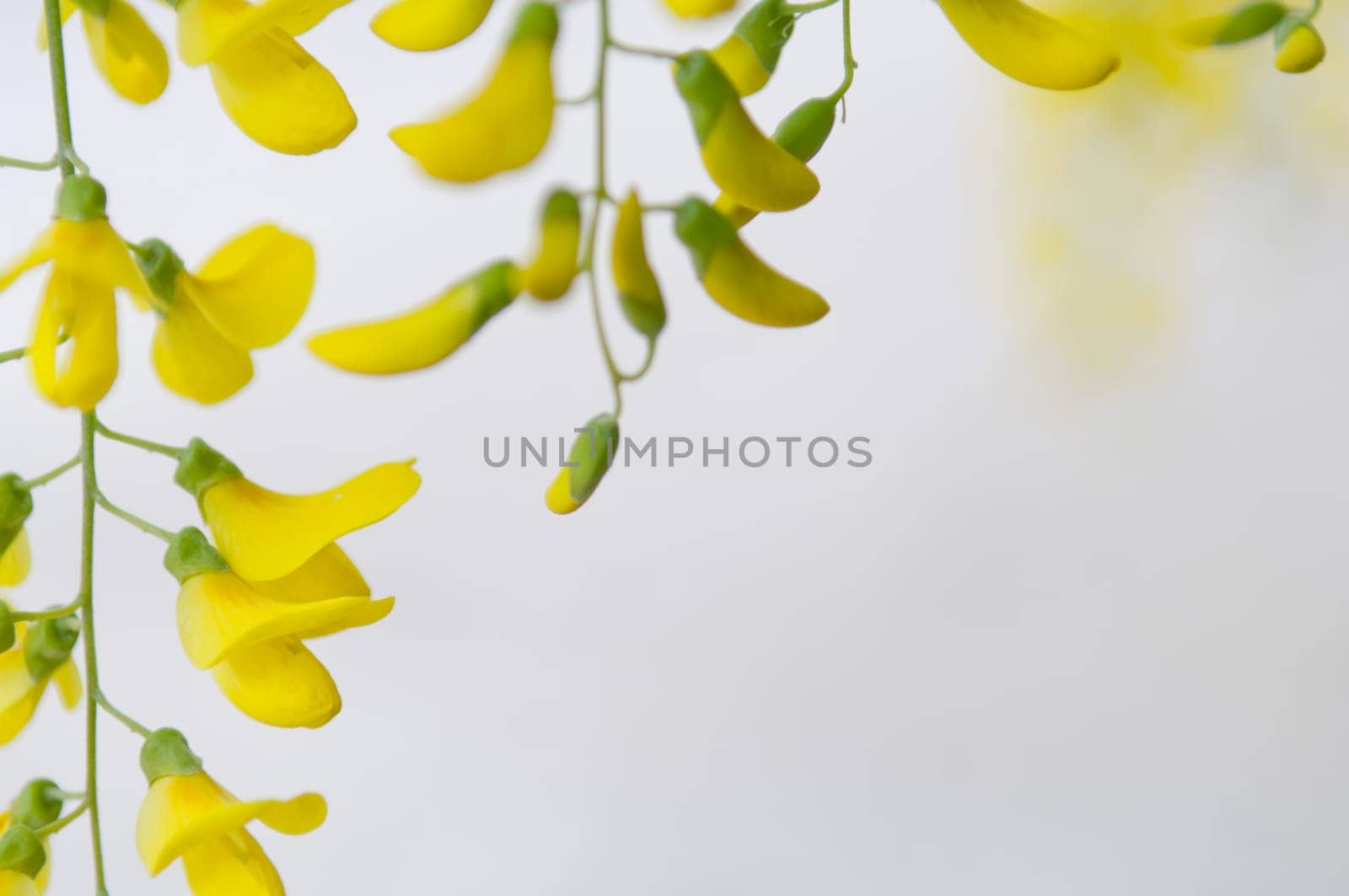 Robinia pseudoacacia tree flowers, know as black locust, yellow,. copy space