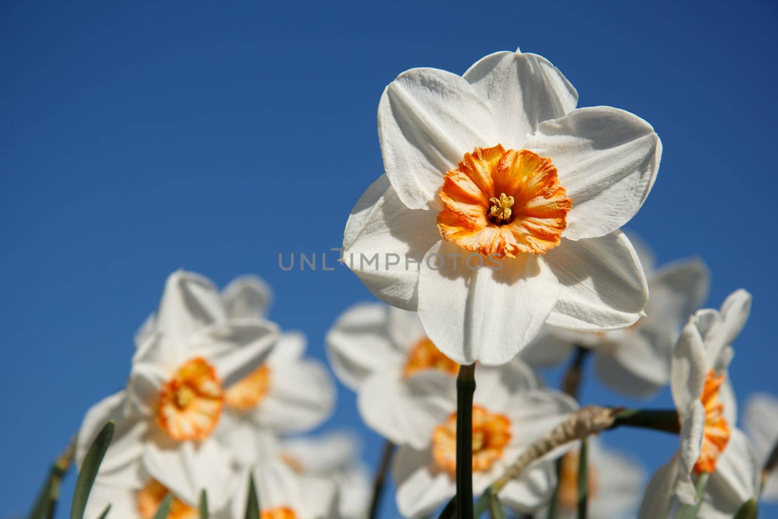 White and orange daffodils on sky blue background