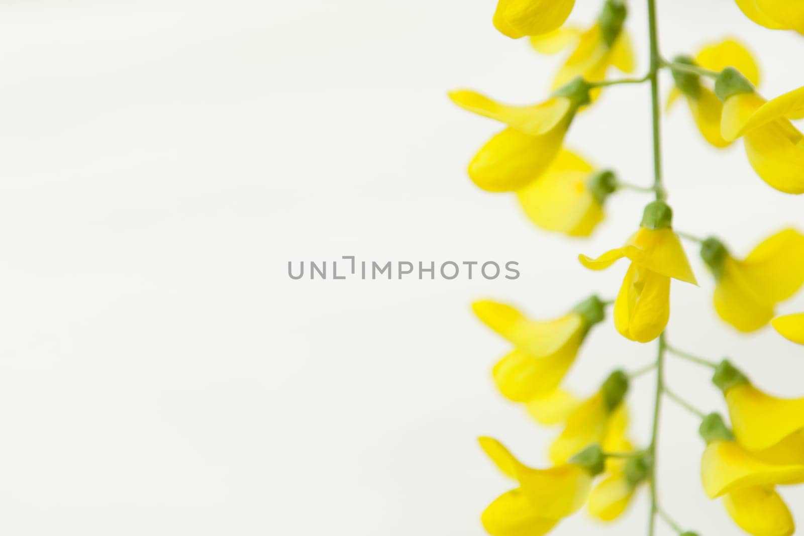 Robinia pseudoacacia tree flowers, know as black locust, yellow,. copy space