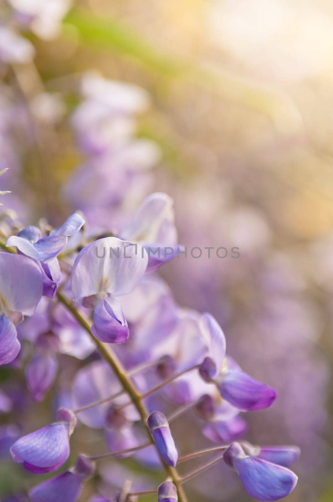 Robinia pseudoacacia tree flowers, know as black locust,purple, pink,  copy space