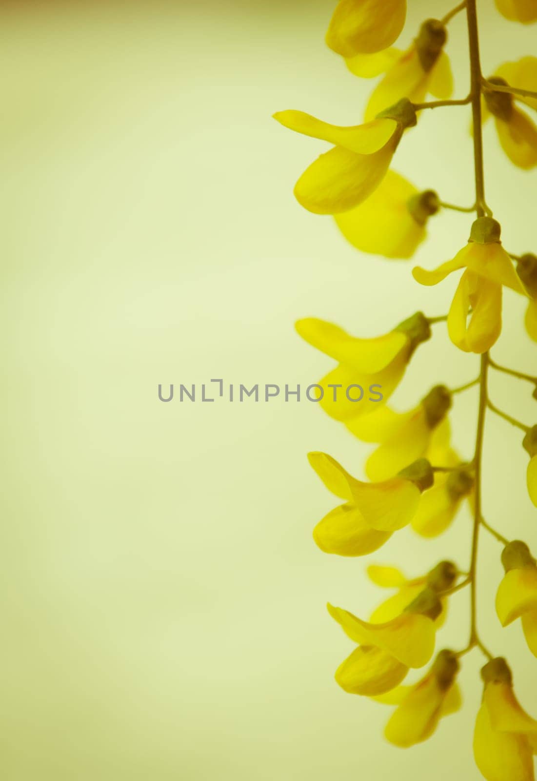 Robinia pseudoacacia tree flowers, know as black locust, yellow,. copy space