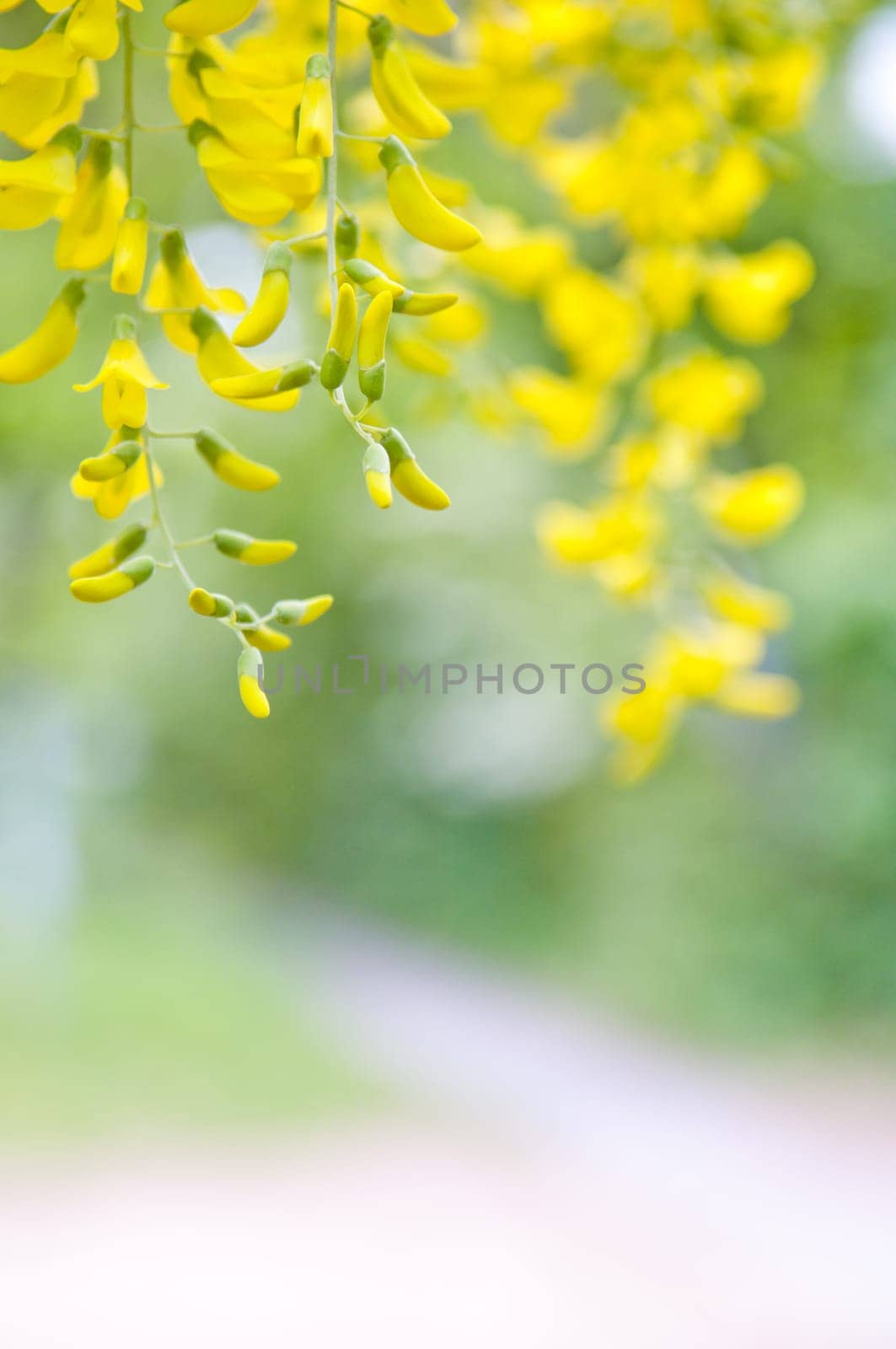 Robinia pseudoacacia tree flowers, know as black locust, yellow,. copy space
