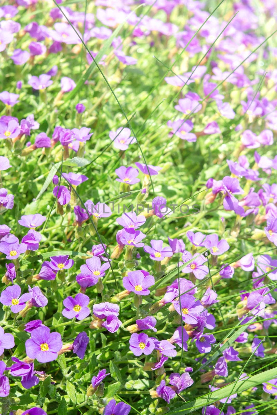 Vertical floral background with small violet Aubrieta flowers and grass in sunshine ornamental garden. Stock photo with selective focus point and shallow depth of field.