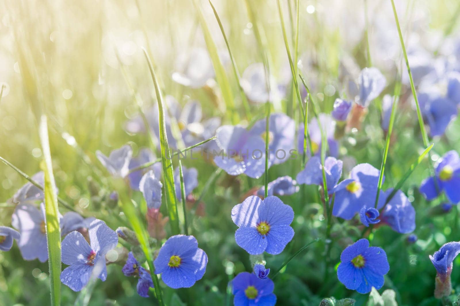 Sunshine summer lawn with little blue flowers and drops after rain. Toned and filtered stock photo with shallow DoF and selective focus