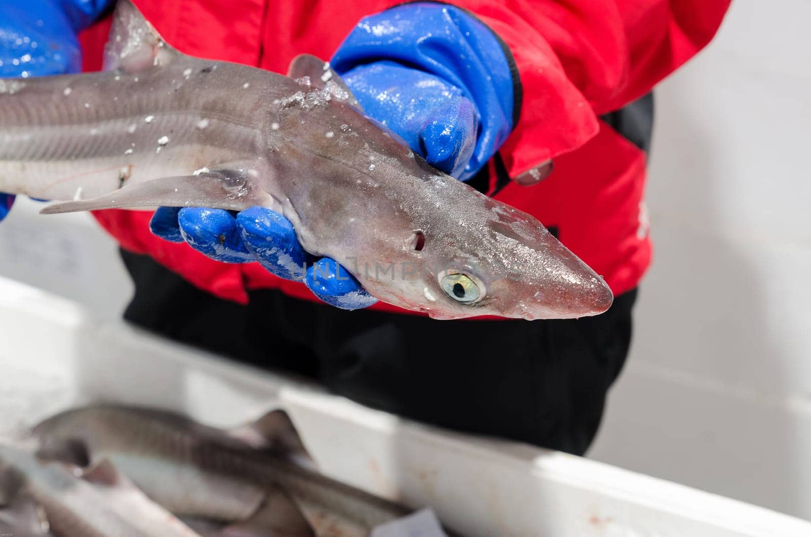 a small shark called dogfish not dangerous but it good to eat