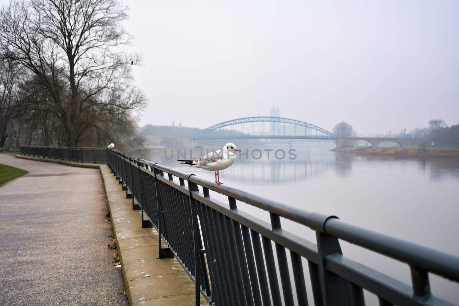 Elbe in Magdeburg-Buckau