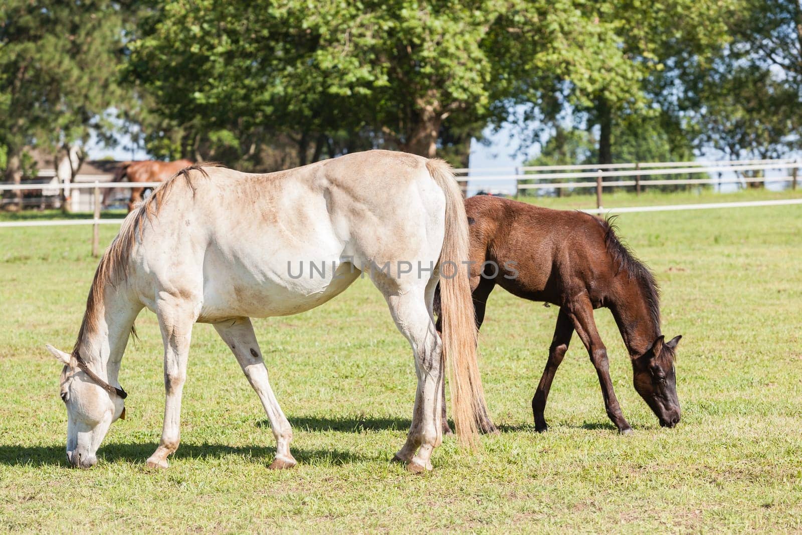 Horse mare and foals colt on stud farm  field.