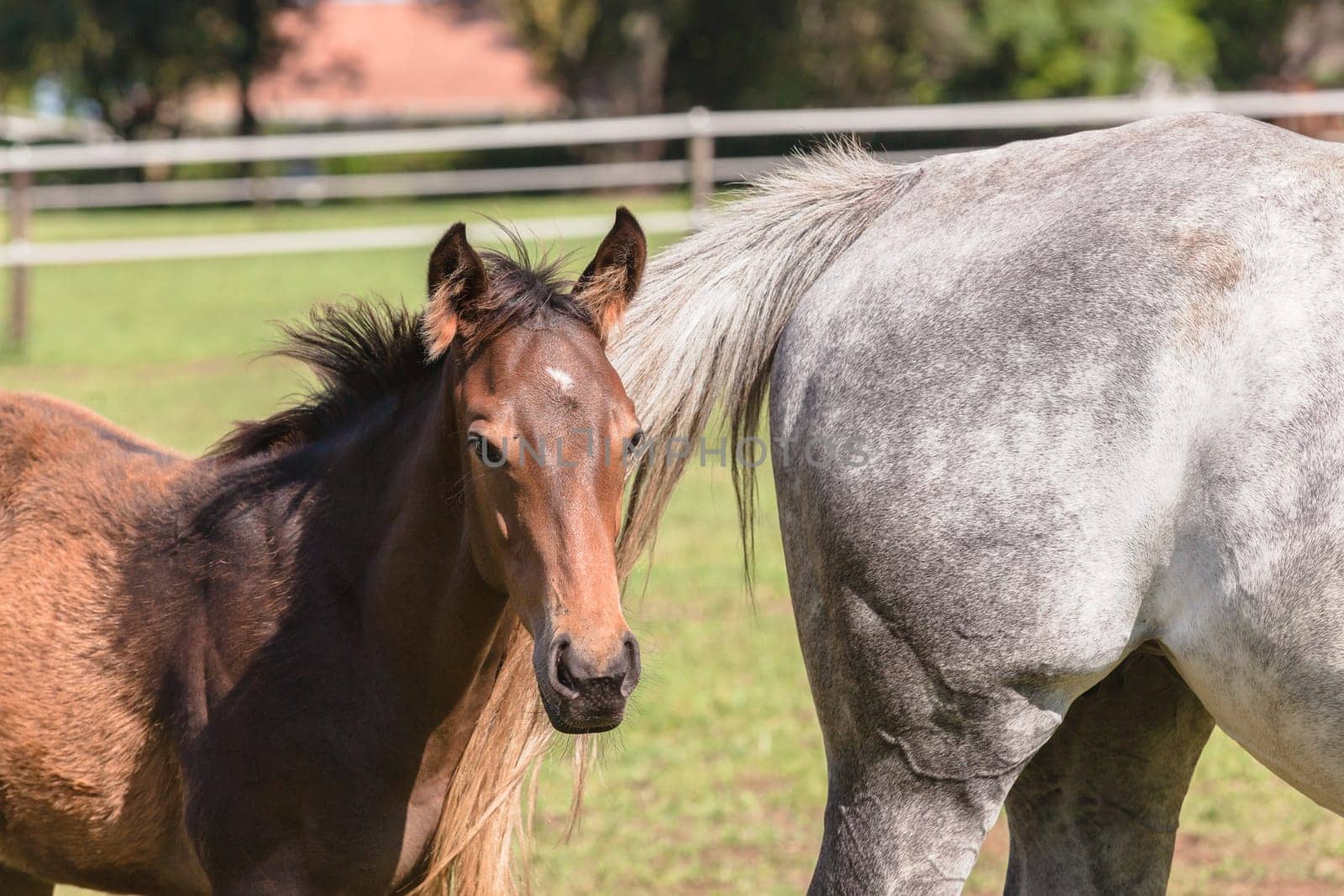 Horse mare and foals colt on stud farm  field.