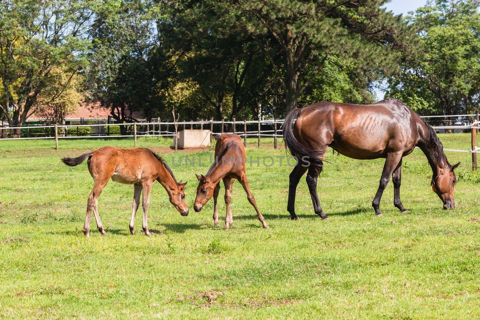 Horse mare and foals colt on stud farm  field.