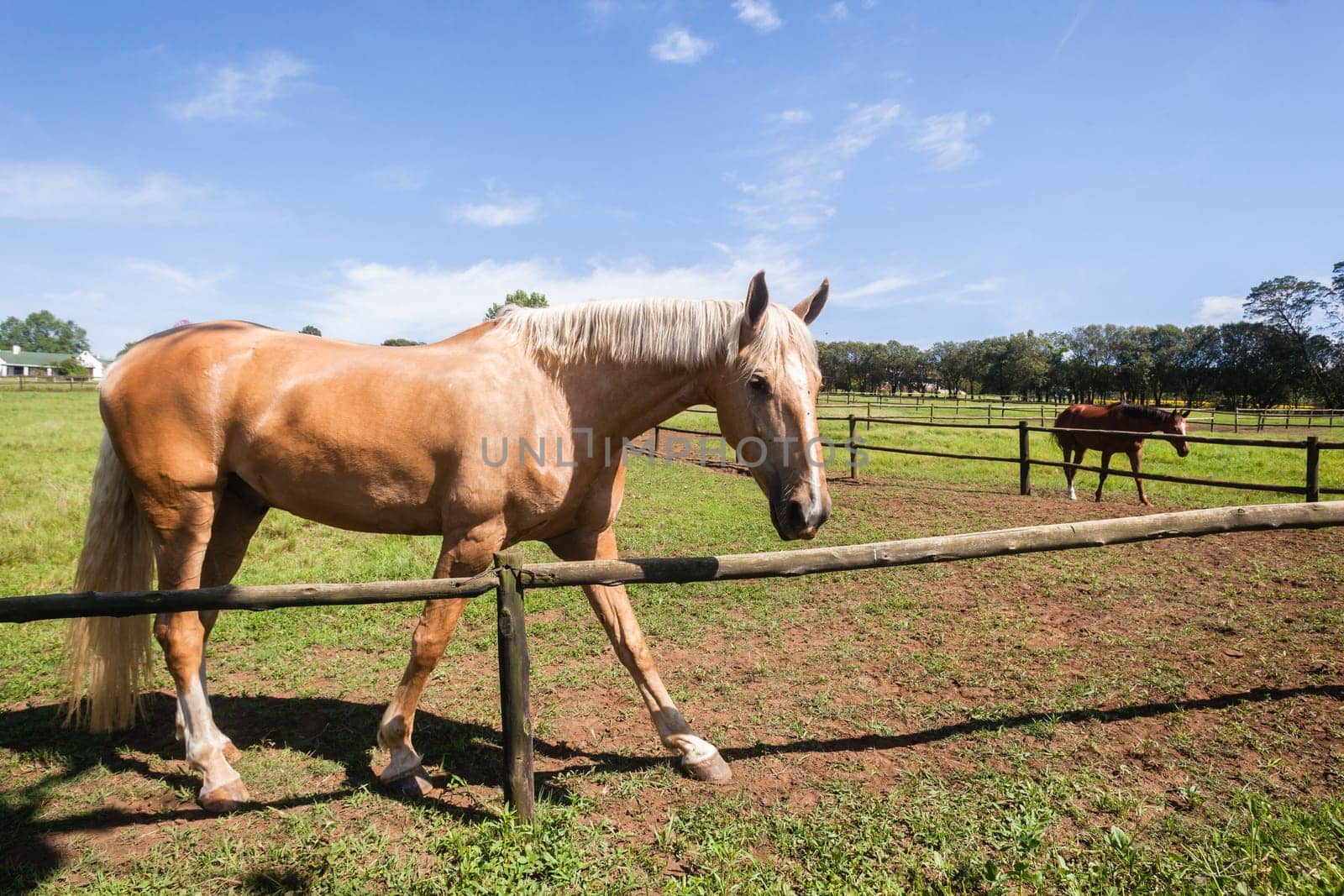 Horse closeup portrait of equestrian animal closeup portrait farm field