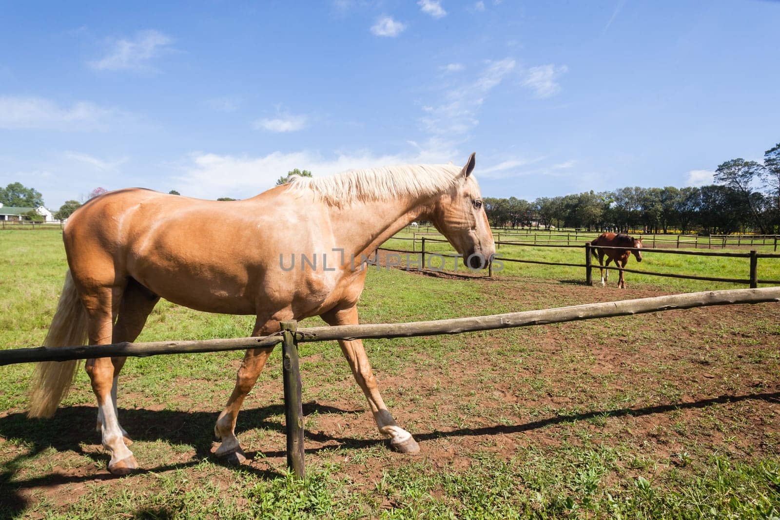 Horse closeup portrait of equestrian animal closeup portrait farm field