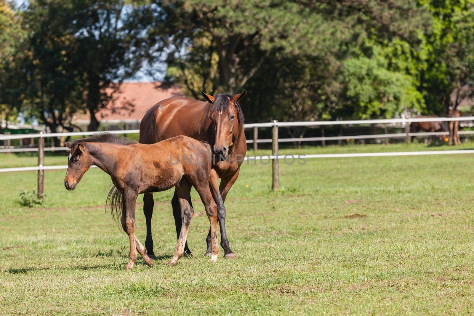 Horse mare and foals colt on stud farm  field.