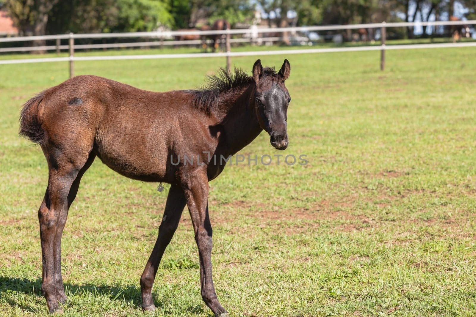 Horse mare and foals colt on stud farm  field.