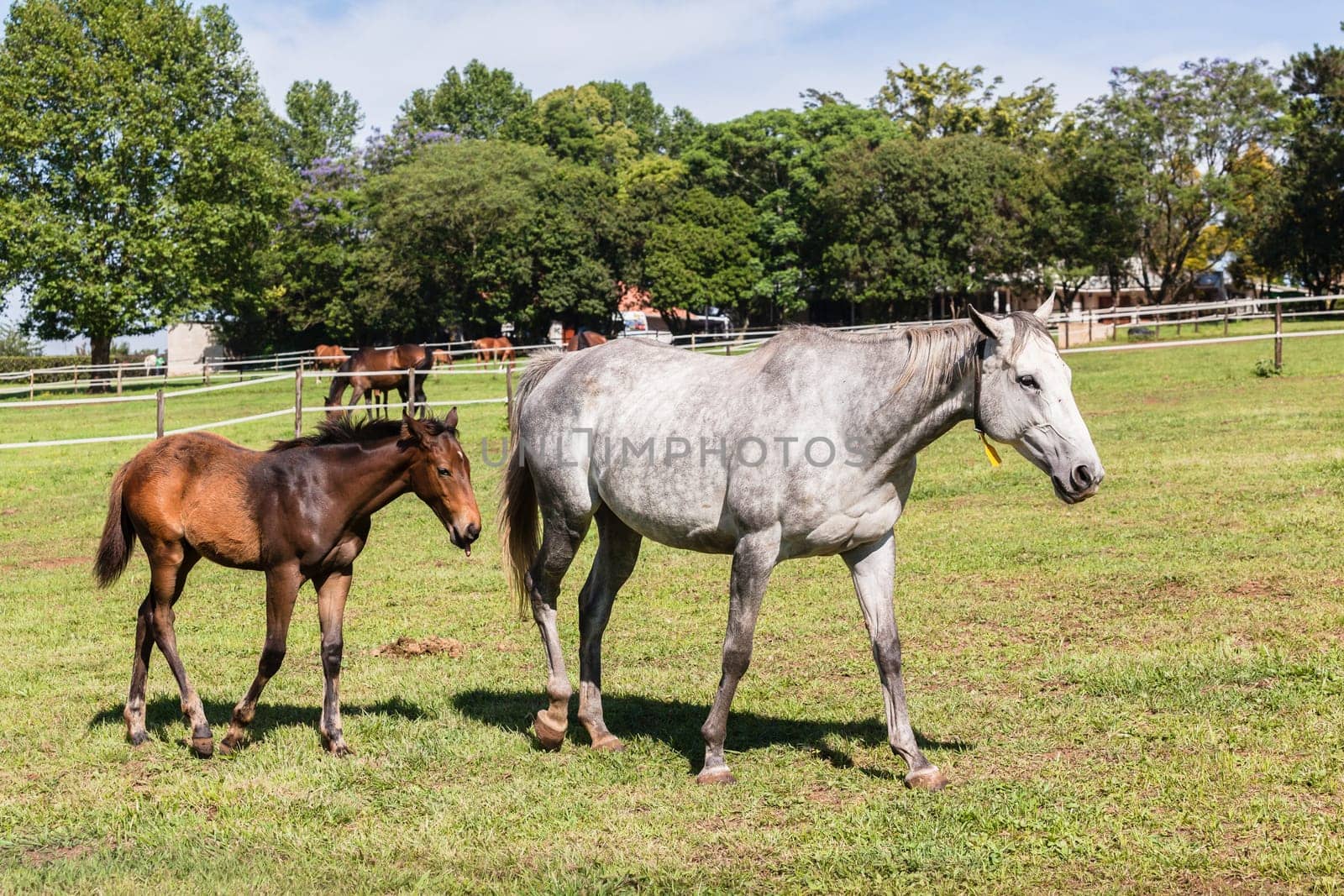 Horse mare and foals colt on stud farm  field.