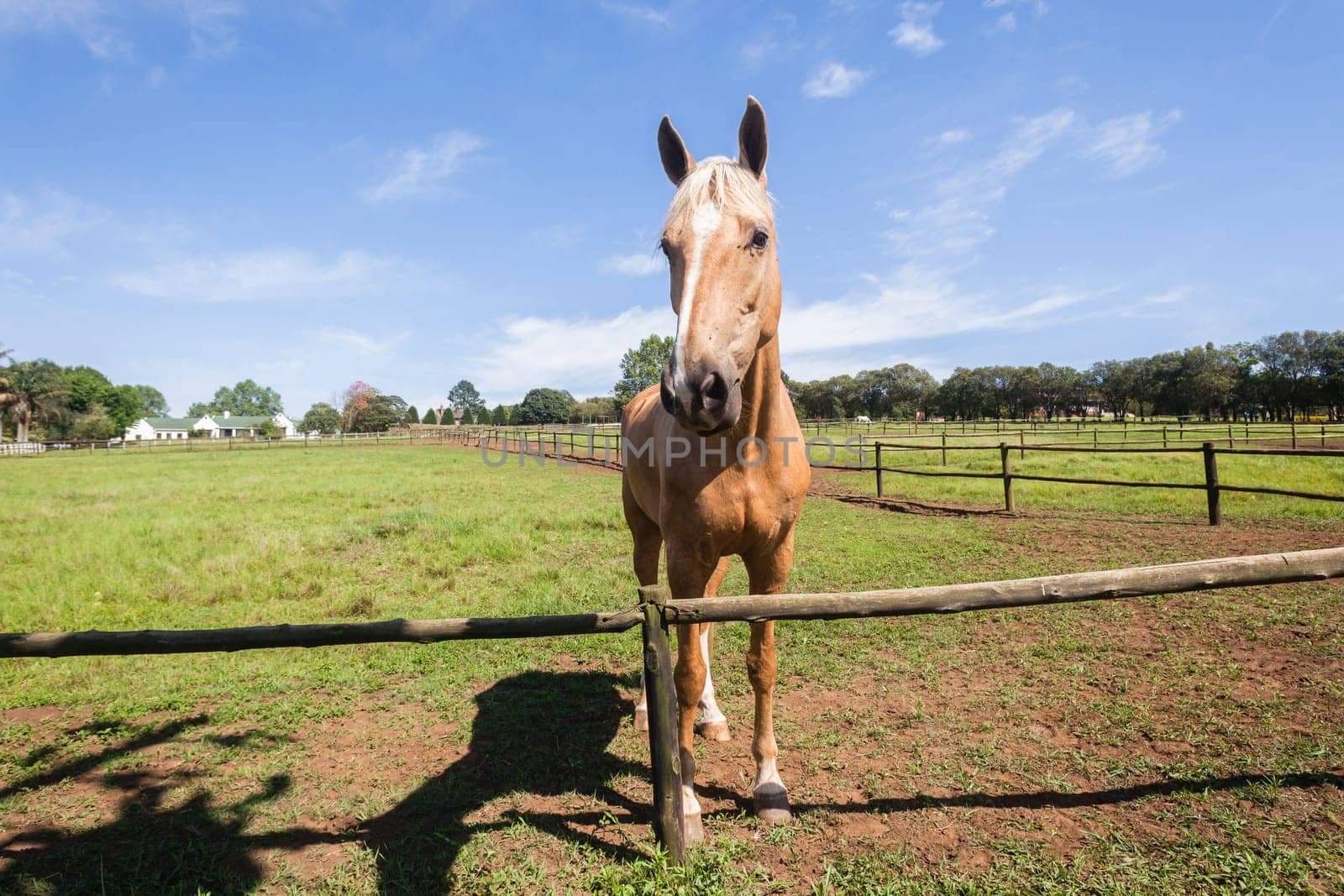 Horse closeup portrait of equestrian animal closeup portrait farm field
