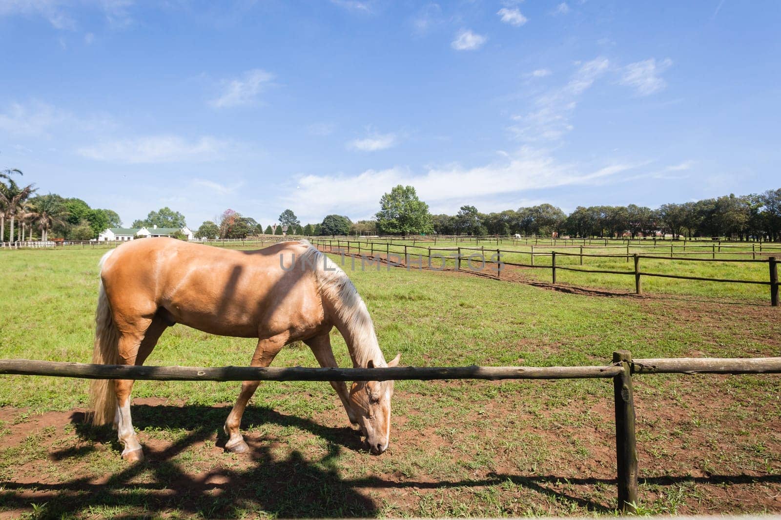Horse closeup portrait of equestrian animal closeup portrait farm field