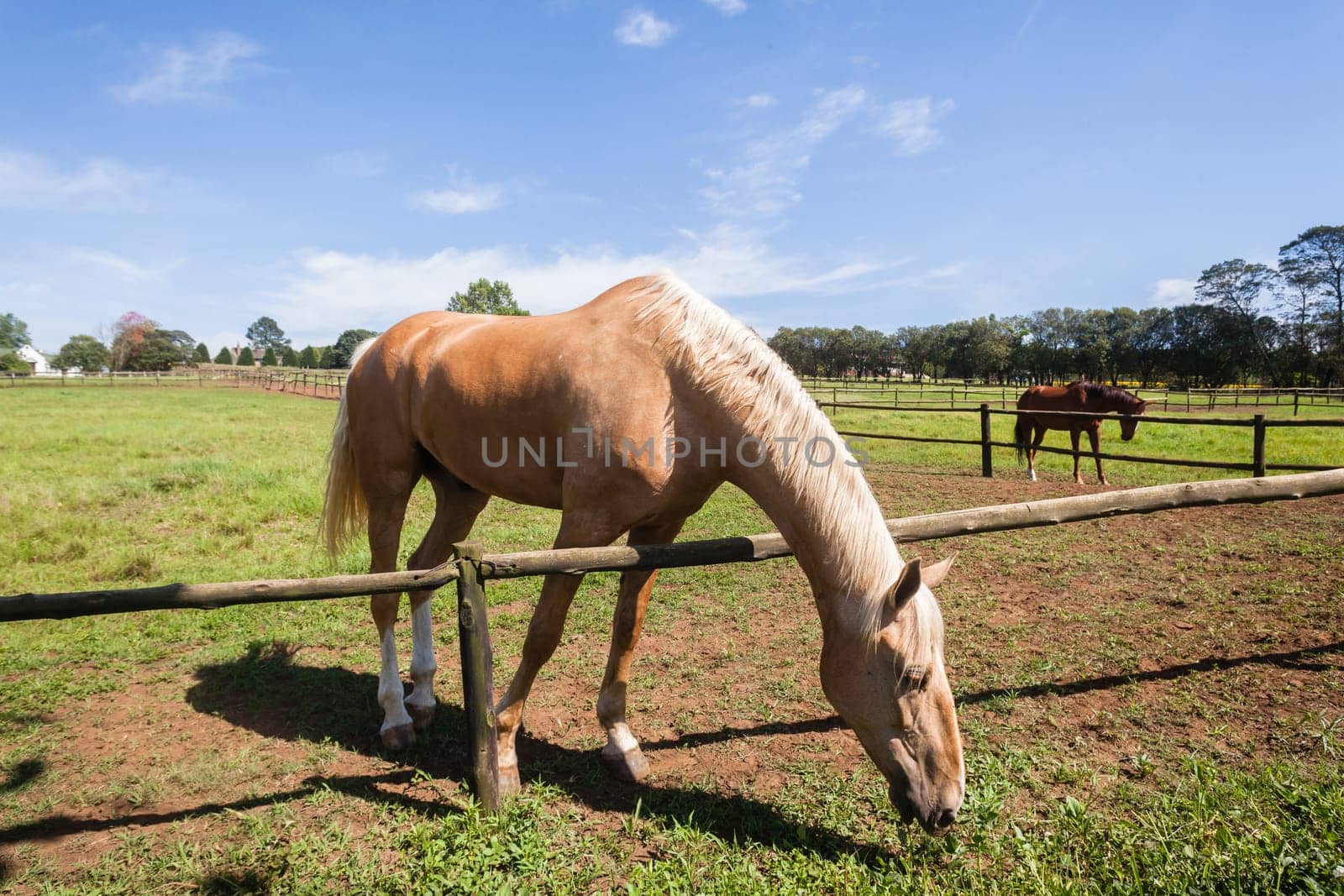 Horse closeup portrait of equestrian animal closeup portrait farm field