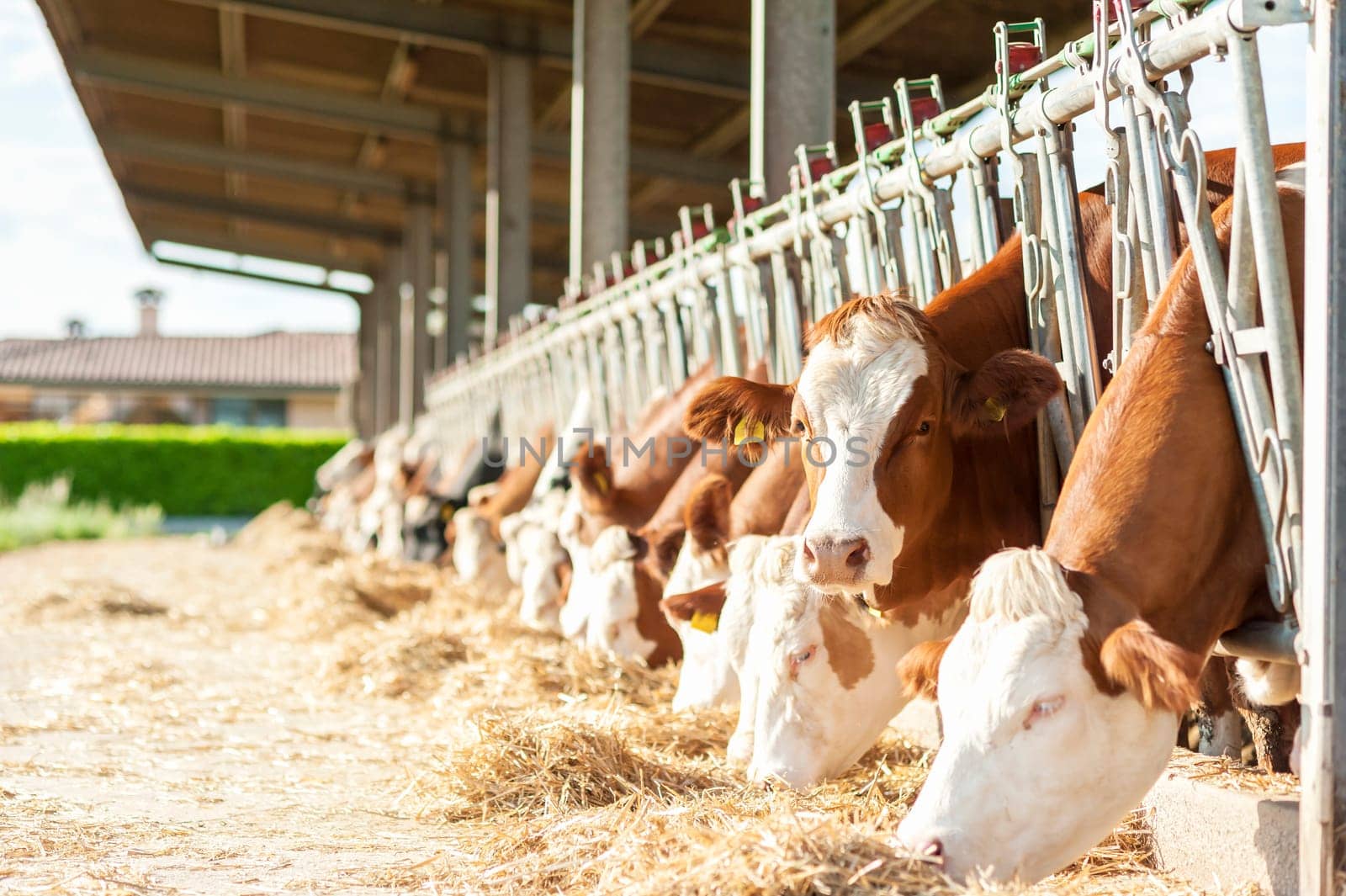 Many cows eating hay on feeding trough.