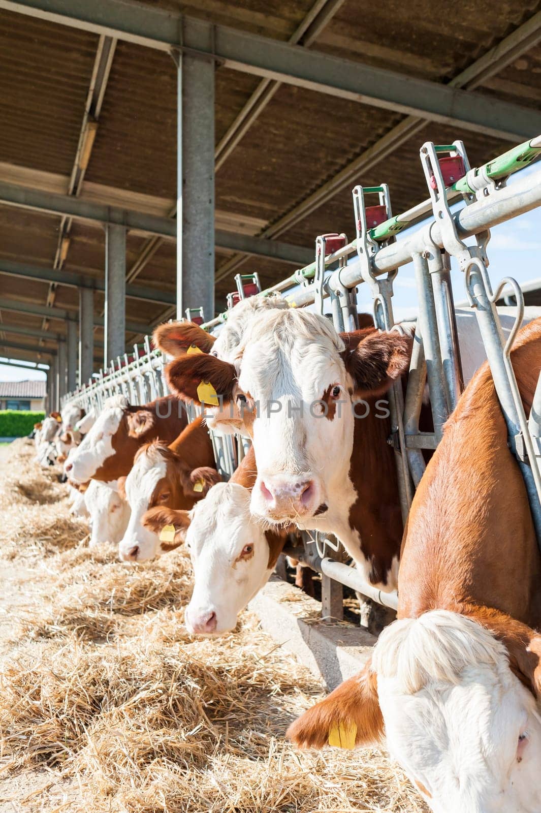 Many cows eating hay on feeding trough.