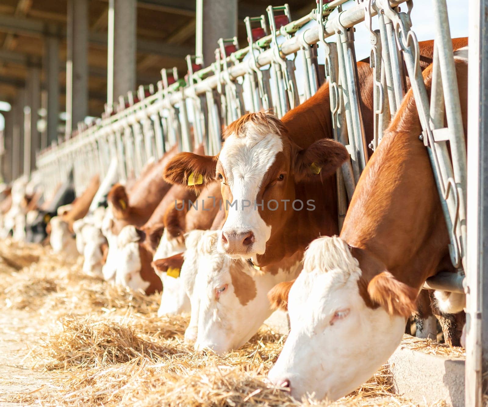 Many cows eating hay on feeding trough.
