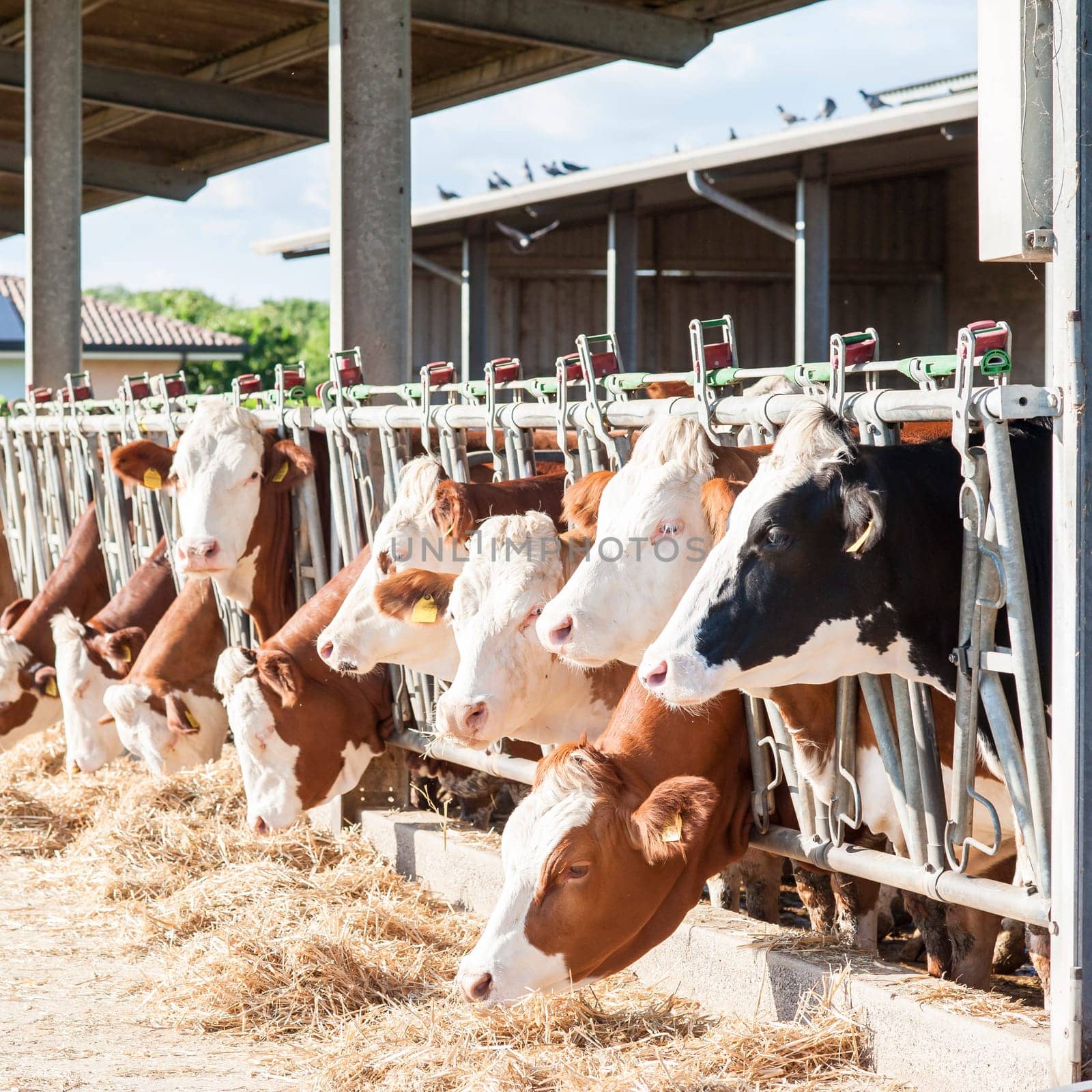 Many cows eating hay on feeding trough.