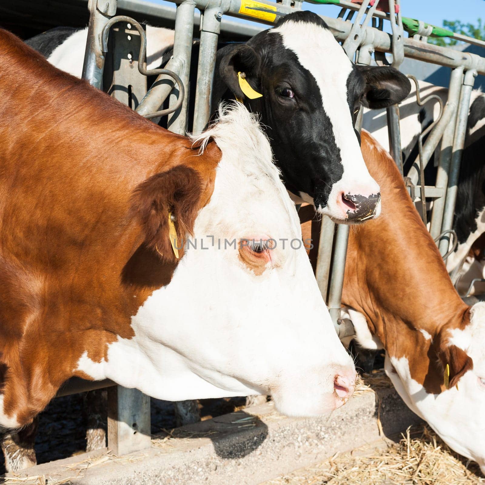 Portrait of brown white cow eating  on feeding trough.