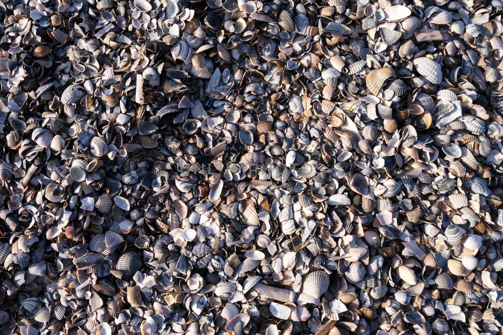 mussel background, at the beach