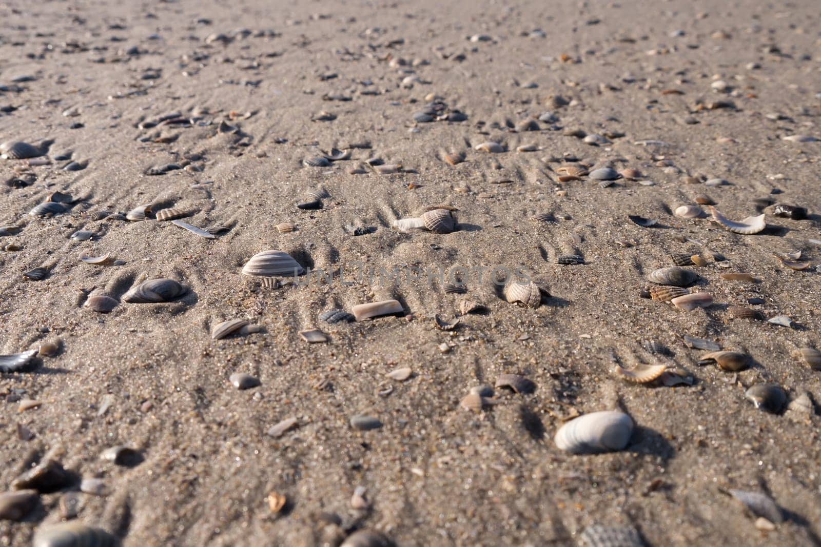 mussels at the beach (background)