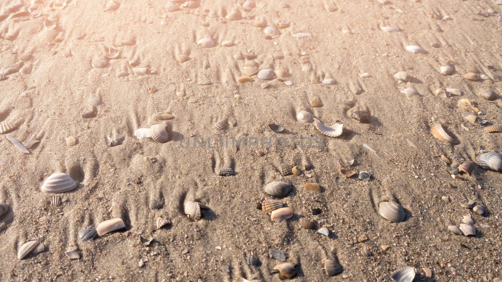 mussels and sunlight background