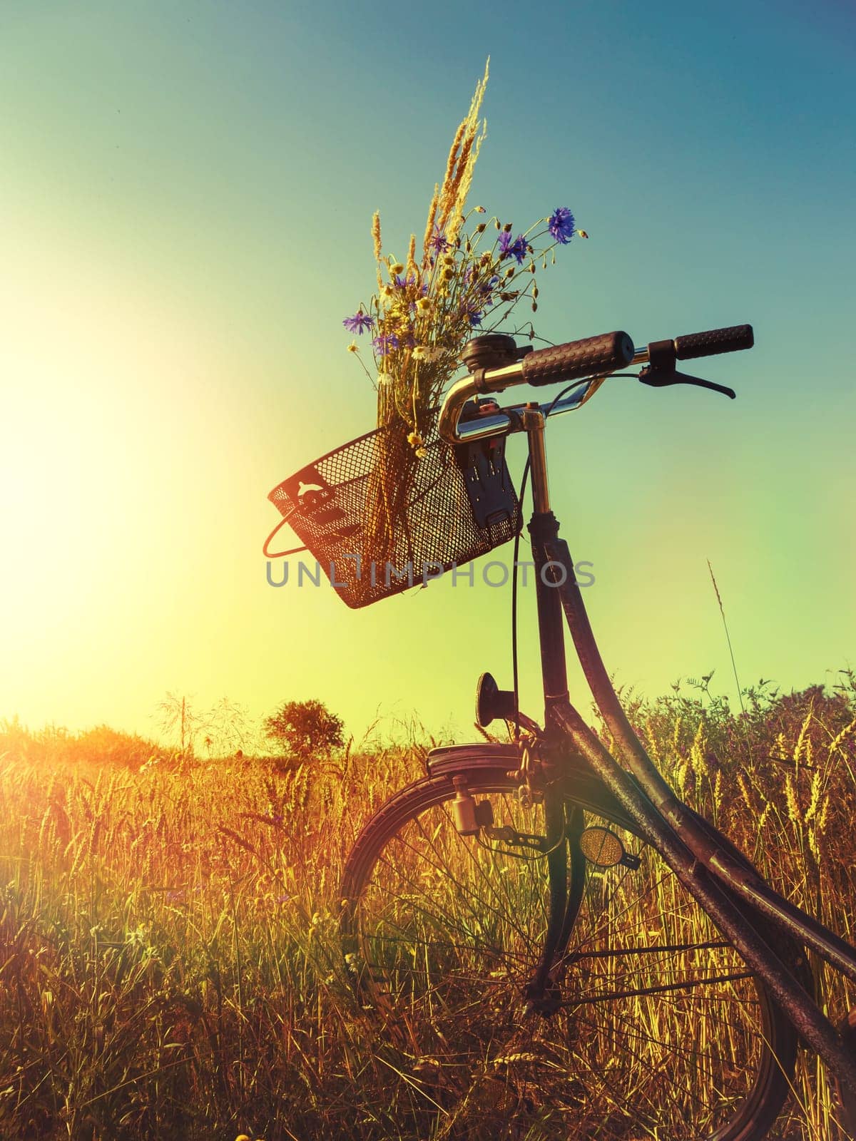 bicycle in summer landscape