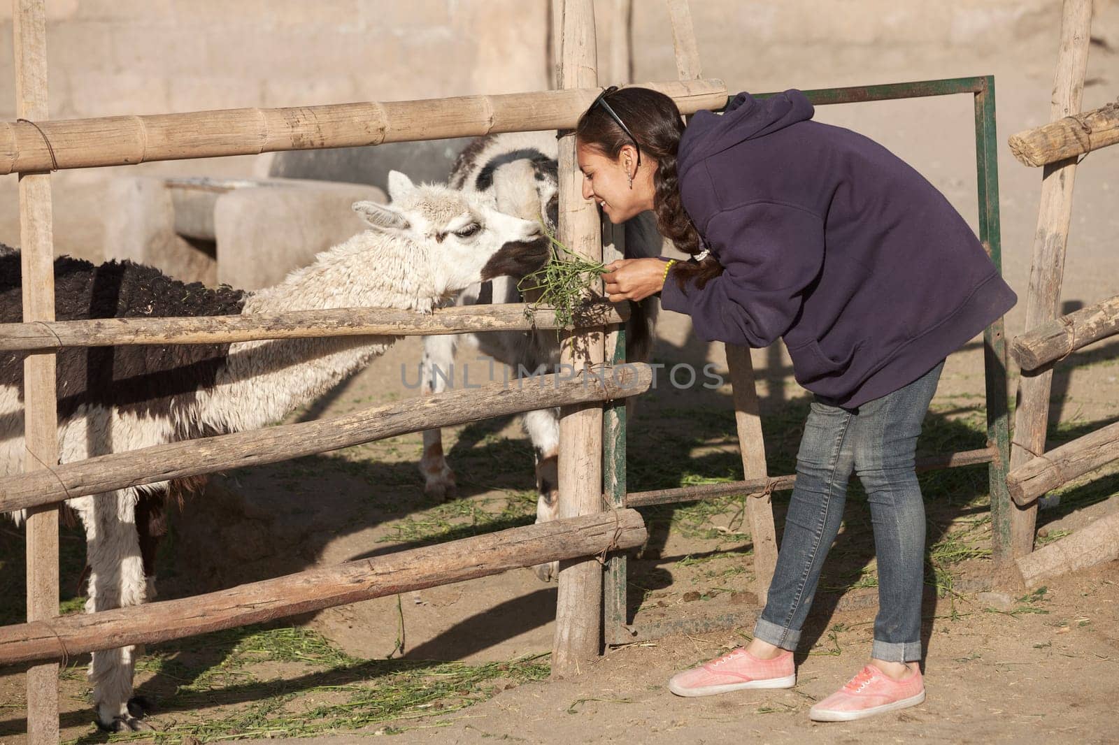 Young smiling woman feeding lama in safari park.