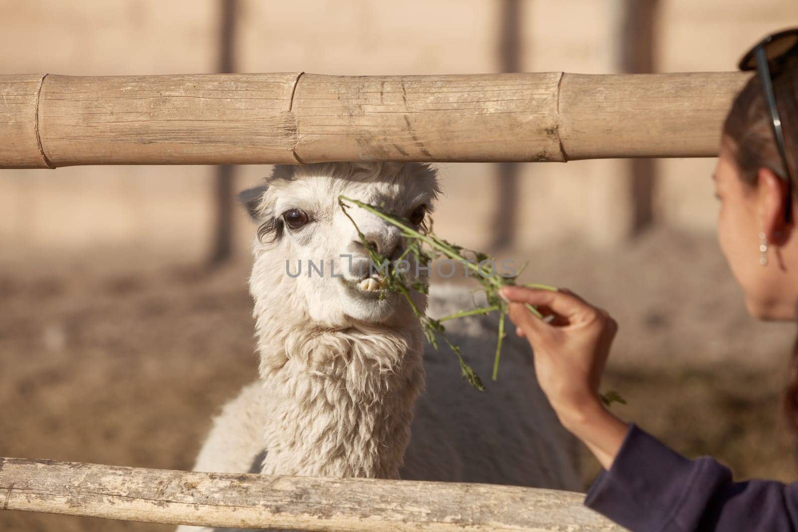 Young smiling woman feeding lama in safari park.