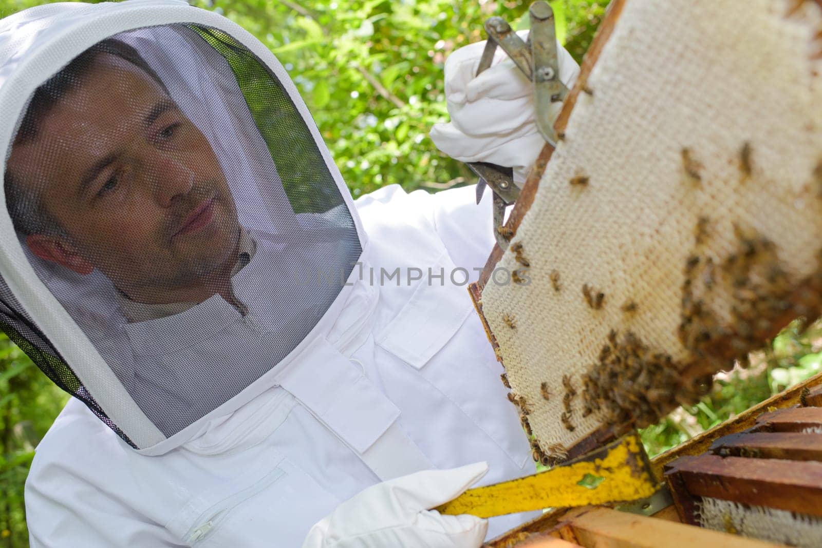 beekeeper with a sealed frame