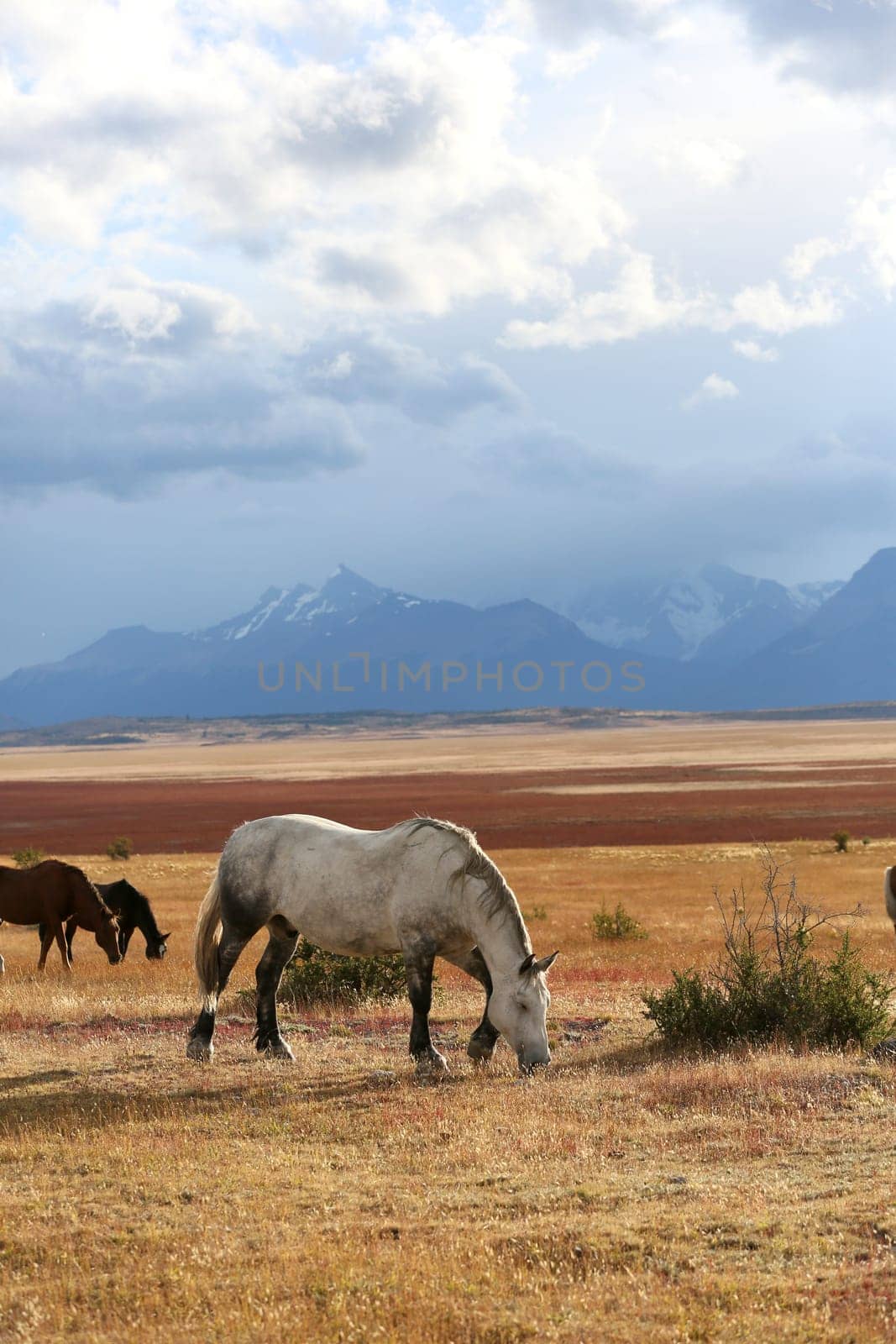 Horses grazing in argentinian farmland