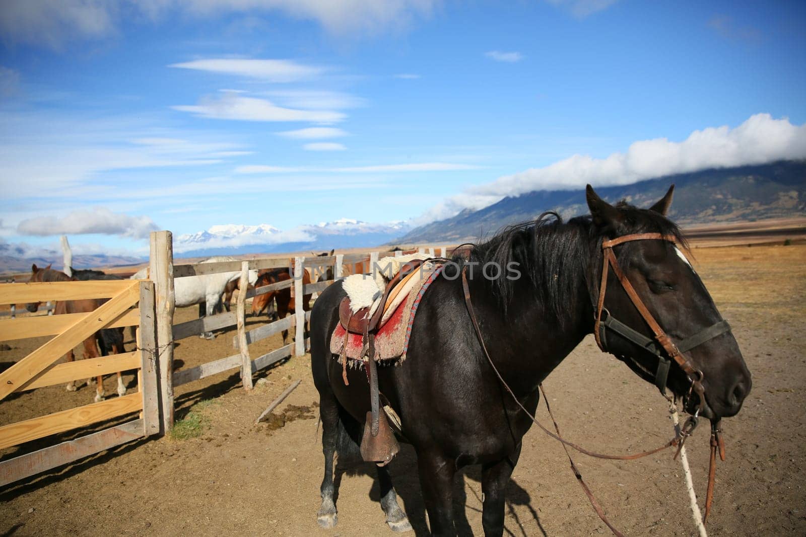 Black horse waiting by paddock to go for ride