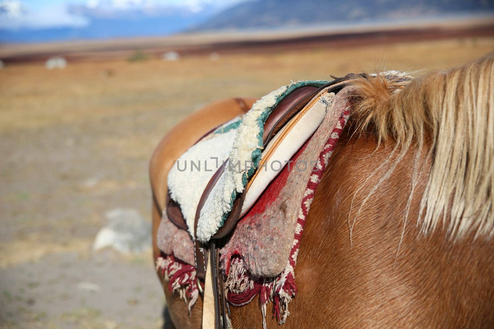 Closeup of horse saddle in Patagonian steppe, Argentina