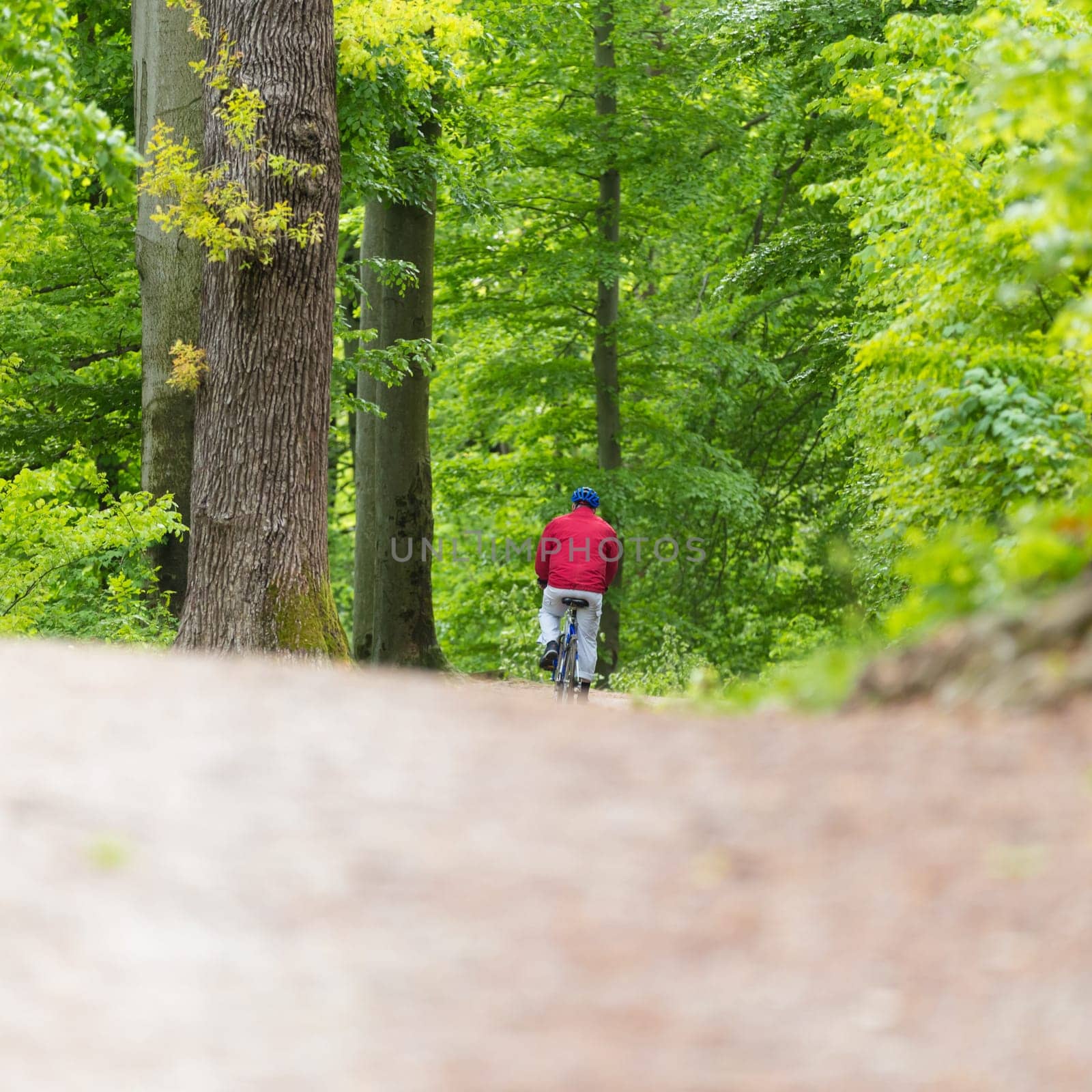 Male Cyclist Riding the Bike on the Beautiful Spring Forest Trail. Rear view. Man Cycling in Nature.