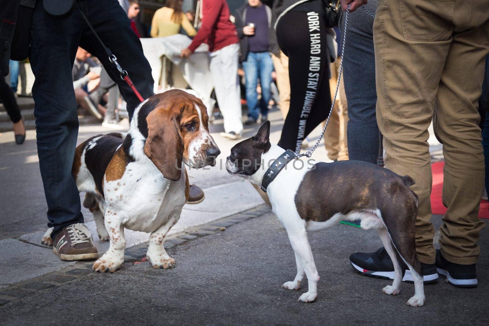 Two cute urban dogs, basset hound and french bulldog, getting to know and greeting each other by sniffing in crowd of people at street event.