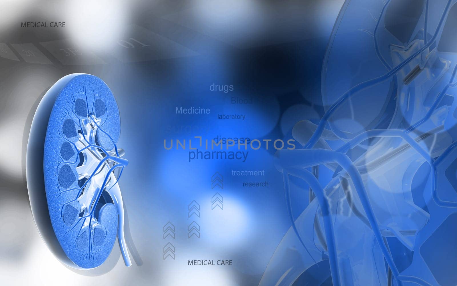 Digital illustration of Cross section kidney in colour background