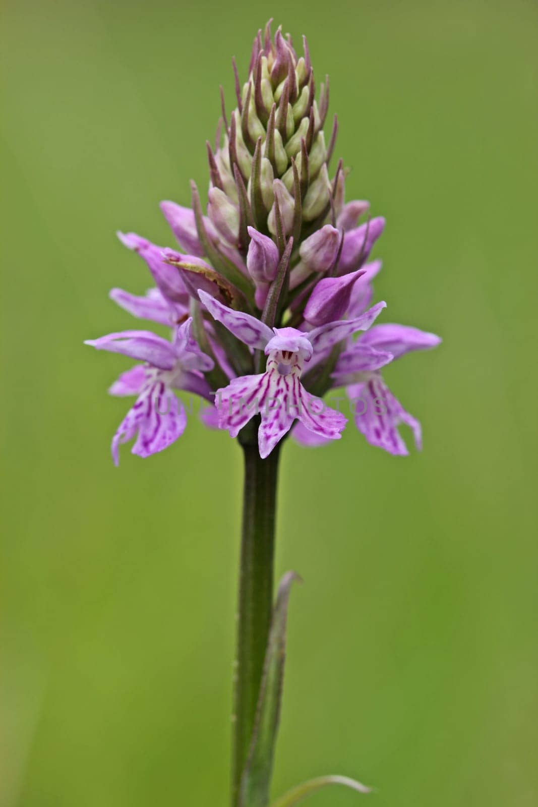 Fox's fingernail (Dactylorhiza fuchsii) on meissner