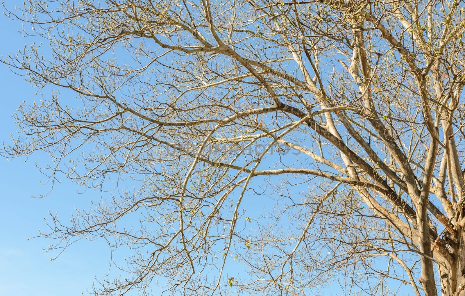 Branches of a tree without leaves in the spring against blue sky