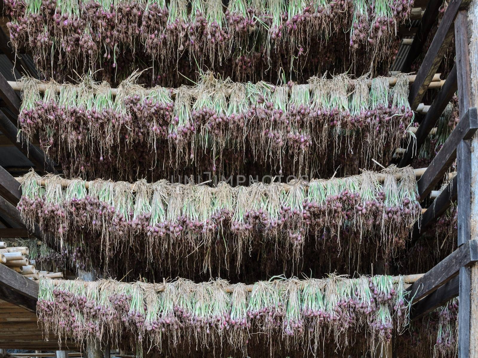 Fresh red onions hanging to dry in the organic vegetable farm, Thailand