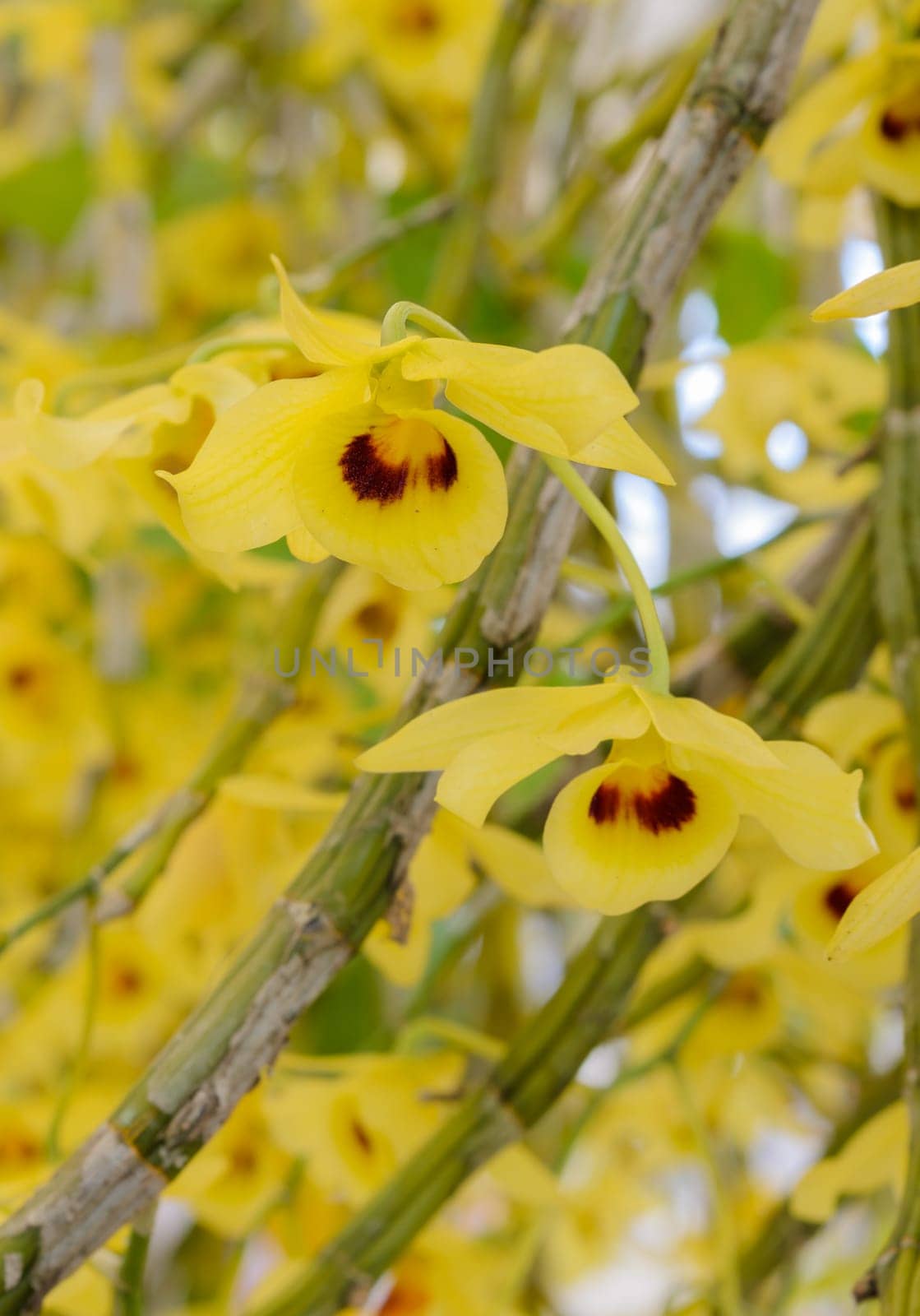 Yellow Dendrobium orchid flower in full bloom