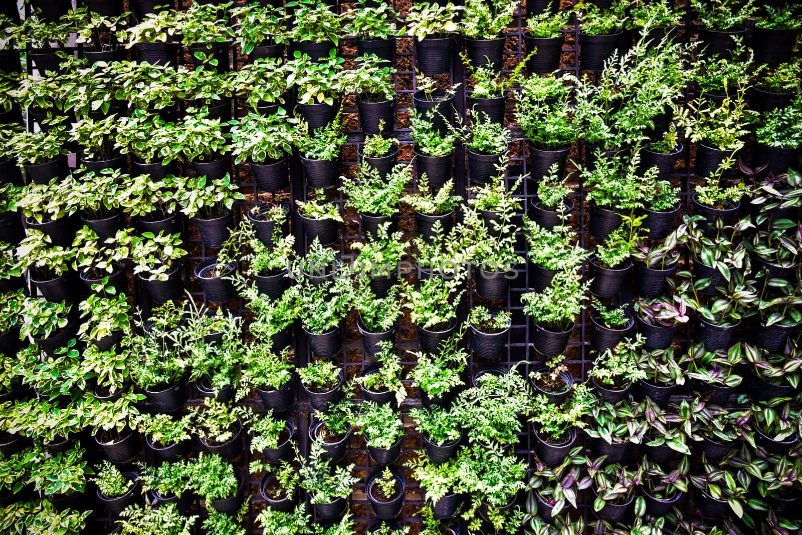 Green wall