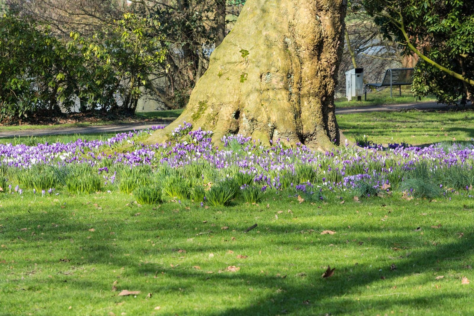 Various purple crocuses with tree in the middle in spring on a meadow..